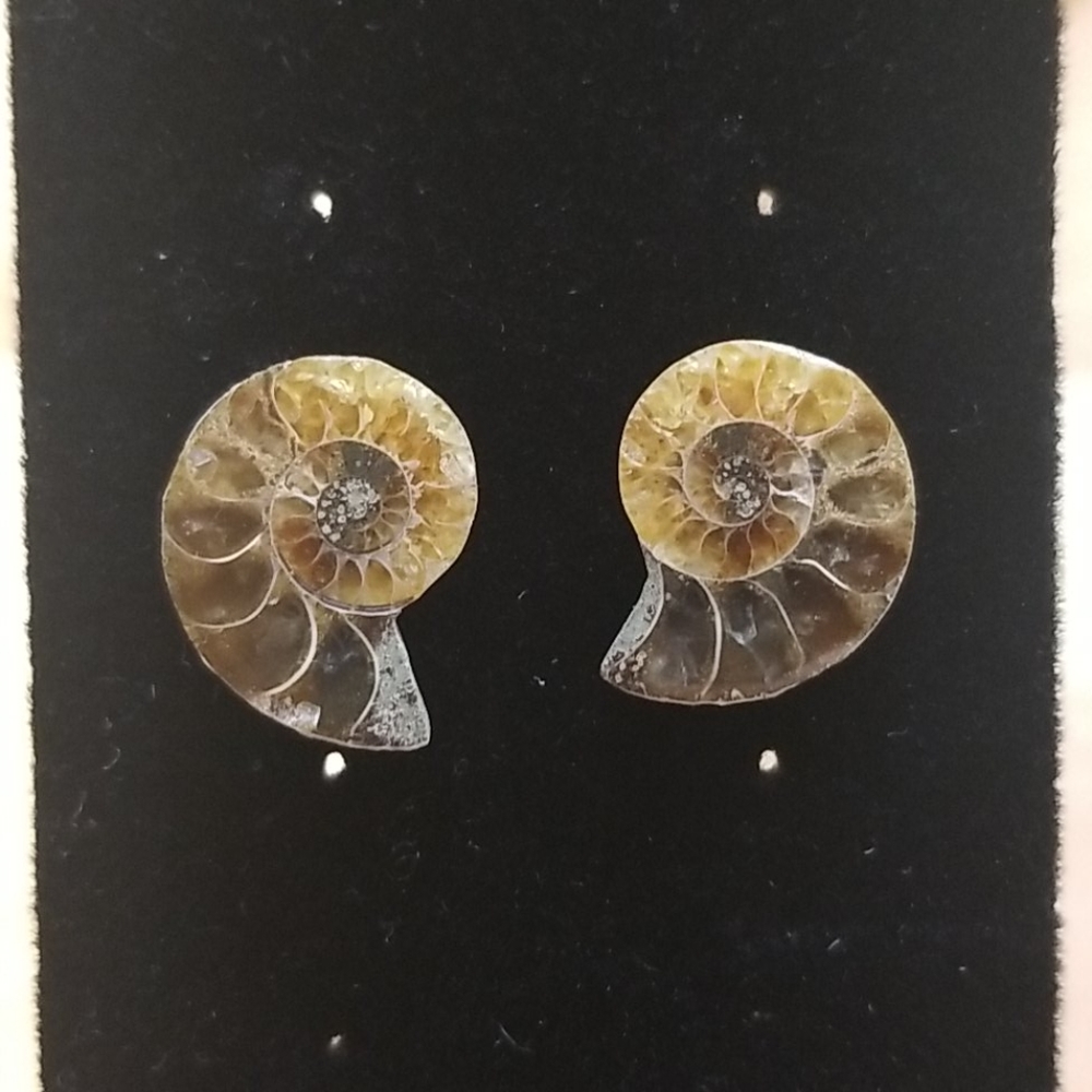 NEW Natural Ammonite Fossil Shell post earrings